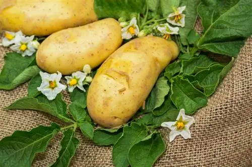 Patatja Annabelle nuk lulëzon: shkaqet dhe zgjidhjet