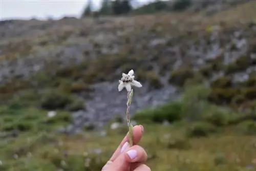 edelweiss plukken