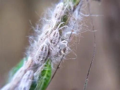 dipladenia mealybugs