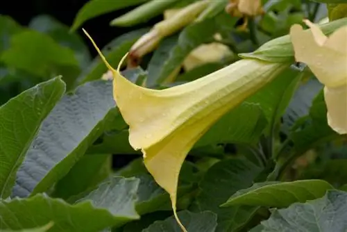 Angel trumpet-banned