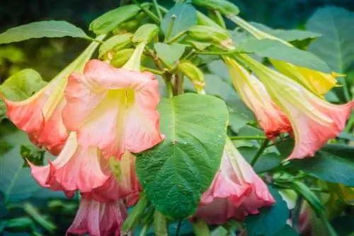 variétés de trompettes d'ange