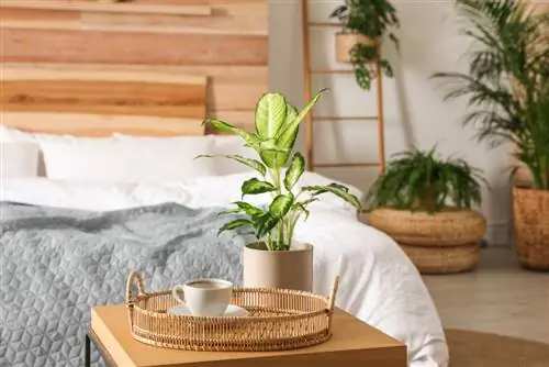 Dieffenbachia in the bedroom: Good idea or not?