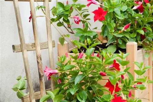 La ayuda perfecta para trepar las plantas de Dipladenia: consejos e ideas