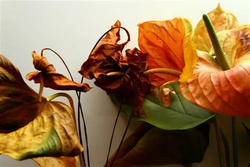 Des feuilles brunes sur l'anthurium ? Comment sauver la plante