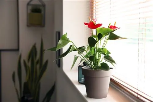 Anthurium in die slaapkamer: Goed vir die plant en die lug in die kamer?