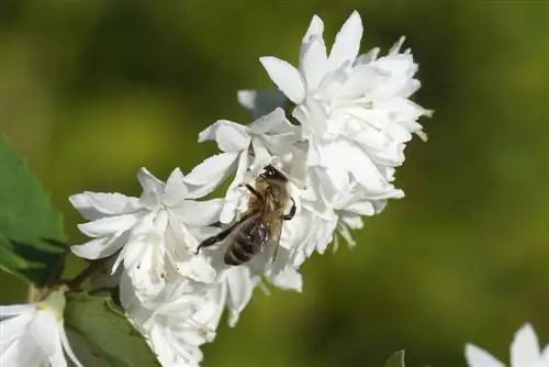 Deutzia. մեղուների համար հարմար թուփ պարտեզի և պատշգամբի համար