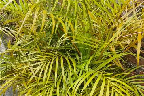 kanarie dadelpalm verdroogt