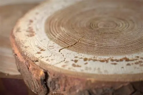 tree disc-fill cracks