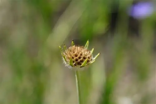 scabious თესლი