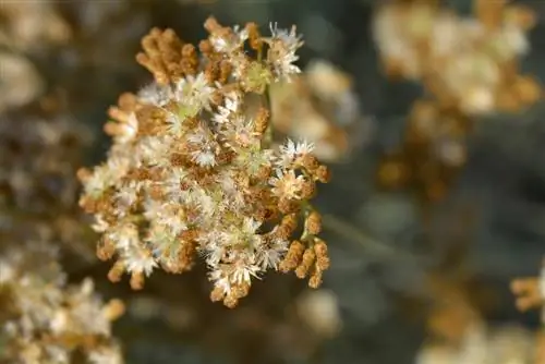 Strawflower: nabiranje, shranjevanje in sejanje semen je preprosto