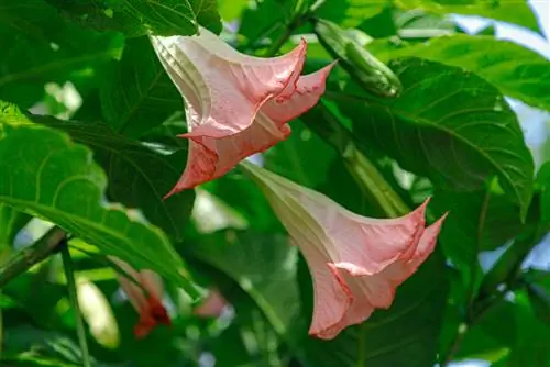 O esplendor da trombeta do anjo: flores em todos os tons