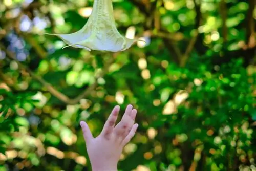 Eating angel trumpet: dangers and symptoms of poisoning