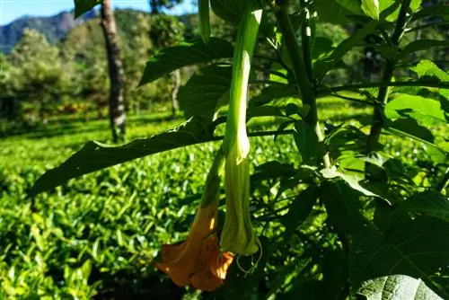 Daun sangkakala malaikat melengkung? Punca & Penyelesaian