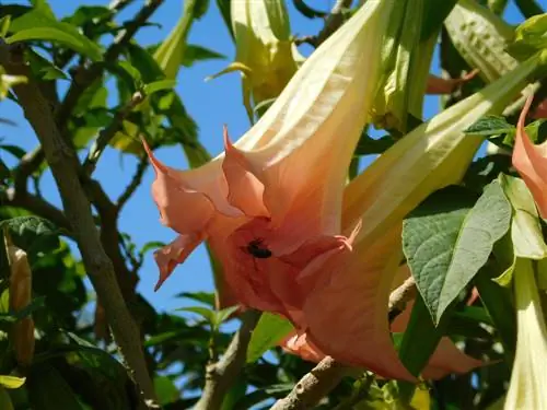 Angel trumpet and bees: isang maayos na kumbinasyon?