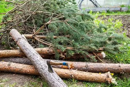 Pagputol ng mga puno ng spruce nang propesyonal: Paano ito gagawin nang sunud-sunod