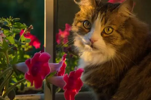 gloxinia-venenosa-para-los-gatos