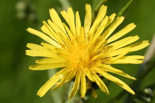 tofauti-pippau-hawkweed