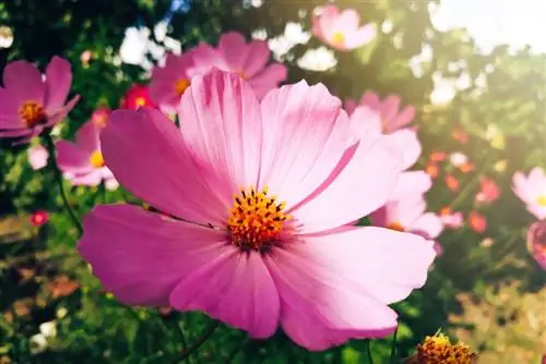 cosmea pomen