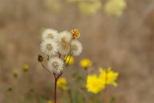 Hawkweed & Dandelions: Hvordan skille mellom plantene