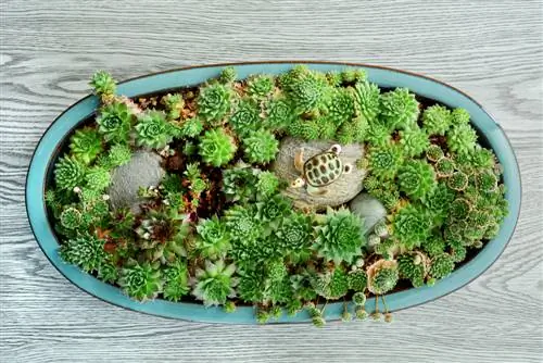 Ideal for turtles: houseleek as a food and decorative plant