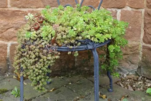 Silla de planta con siemprevivas.