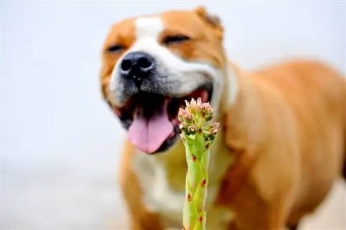 houseleek-poisonous-for-dogs