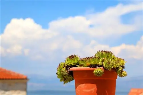 Huislook op het balkon: zo werkt het planten