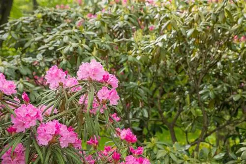 Azalea's verplaatsen: wanneer en hoe vaak is dat nodig?