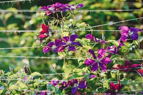 Clematis ronimisabi köis