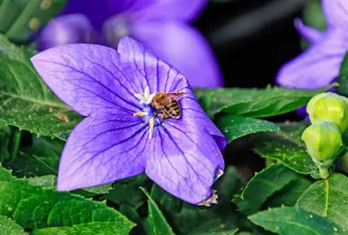 abejas flor globo