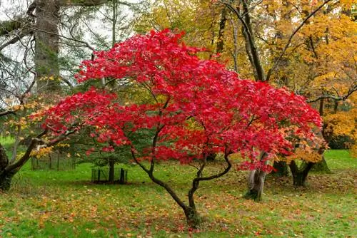 Japannese esdoorn opgrawe