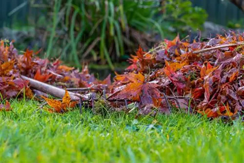 Patay na mga sanga sa Japanese maple? Mga Sanhi at Solusyon