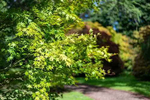 Maple Jepun tidak berbunga