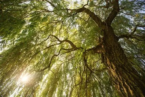 weeping willow meaning