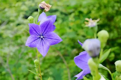 curățând florile baloanelor