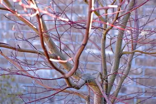 Japanese Maple: No leaves? Causes & Solutions