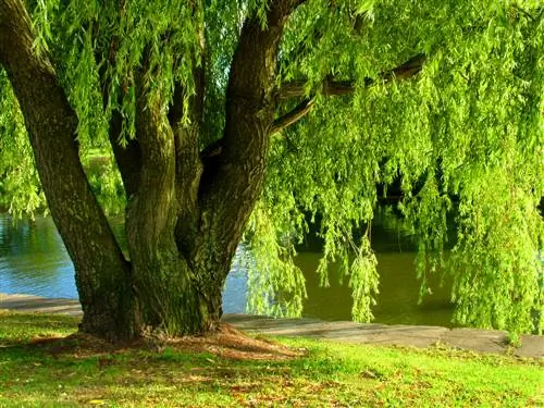 tronc de saule pleureur