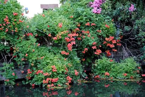 Flor de trompeta: destrueix i evita de manera efectiva els corredors