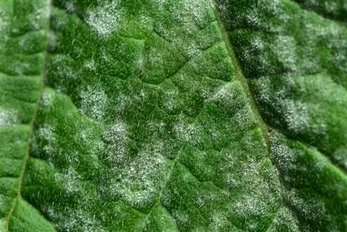 Mildiú del árbol de trompeta: reconocer, tratar y prevenir