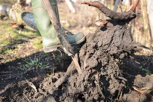 Removing trumpet tree roots: tips and instructions