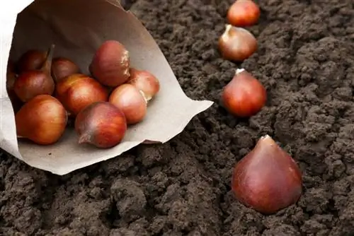 Planting tulips correctly: tips and optimal conditions