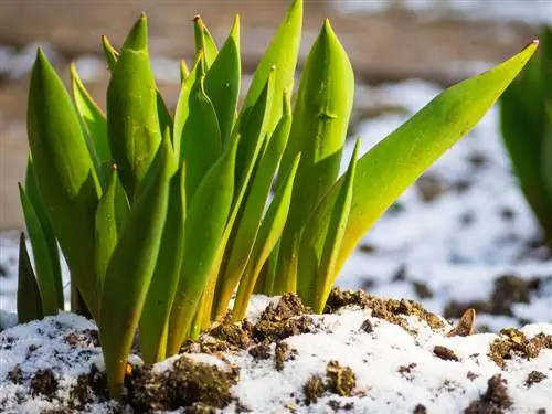 tulipes vivaces