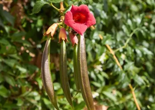 trompet bloemzaden