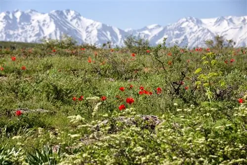 origine del tulipano