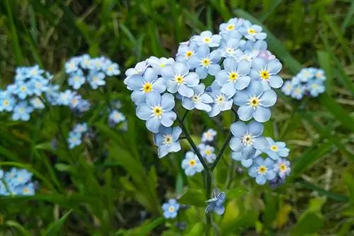 Forget-me-nots and mildew: how to combat and prevent them?