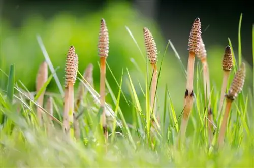 Mkia wa farasi wa shamba: uenezi kwa rhizomes & spores