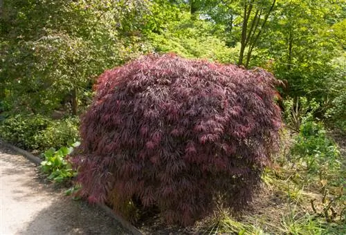 Japannese esdoorn groei nie