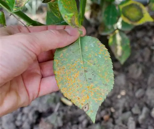 Prévenir et combattre la rouille du rosier avec la prêle des champs