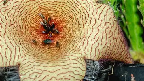 Flies and carrion flowers: The fascinating interaction