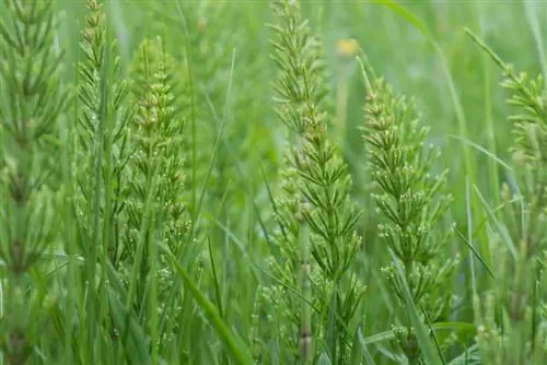 Use lime to defeat field horsetail in the garden